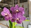 V. Somsri Blue Classic x coerulea